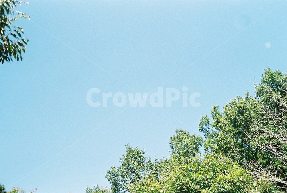 필름,필름카메라,하늘,배경,나무,자연,풍경,nature,landscape,tree,plant,식물,fir,전나무