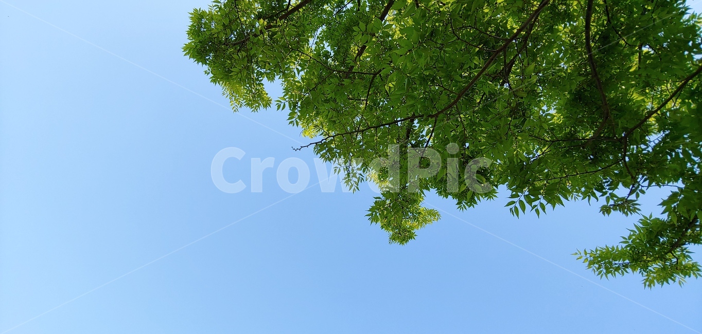 하늘,하늘나무,나무,tree,plant,식물,배경,바탕화면,배경화면,초록색,하늘색,sky