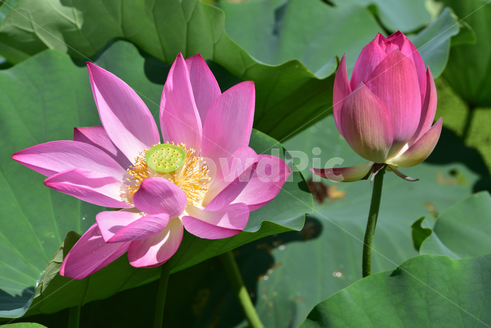 연꽃,연잎,호수,lotus,lotuses,식물,자연,plants,nature,꽃,flower