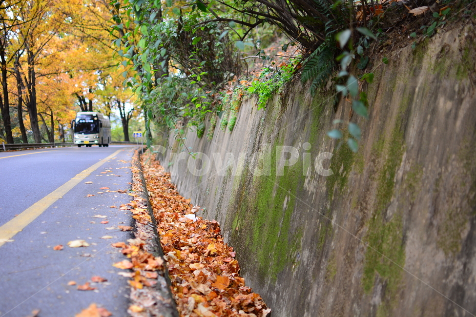 길,차길,도로,인도,road,carroad,나무,차도,아스팔트,맑음,자연,풍경,nature,landscape,asphalt,한국도로,한국,코리아,korea,southkorea,대한민국,땅,교통,교통수단,traffic,transportation,배경가을,계절,녹색,표지판,차,자동차,안내판,청남대,autumn,가을날씨,leaf,잎,plant,식물,tree,tarmac,타맥,은행잎,은행나무,가을,계절,fall,autumn,season