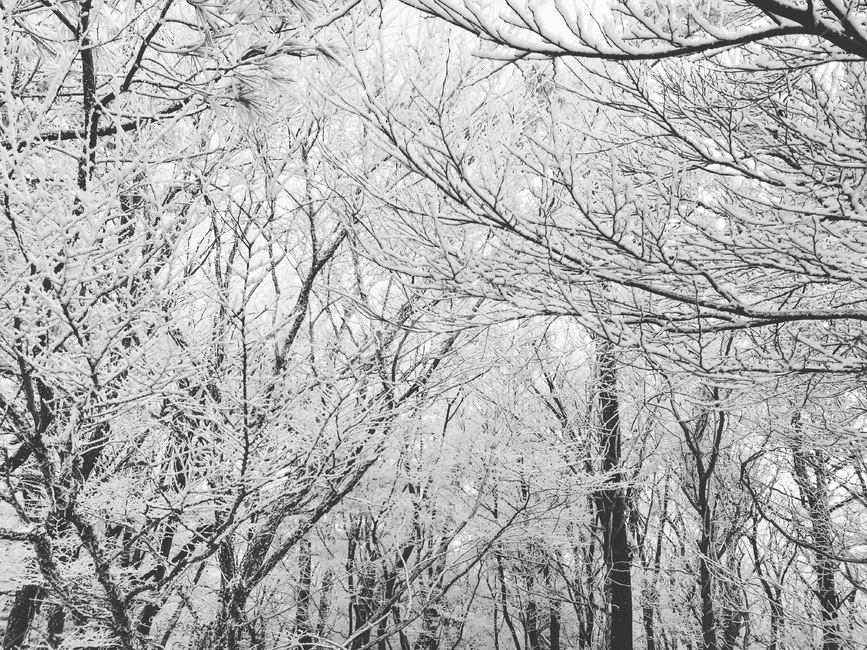 꽃,눈꽃,눈,snow,겨울,겨울,계절,winter,season