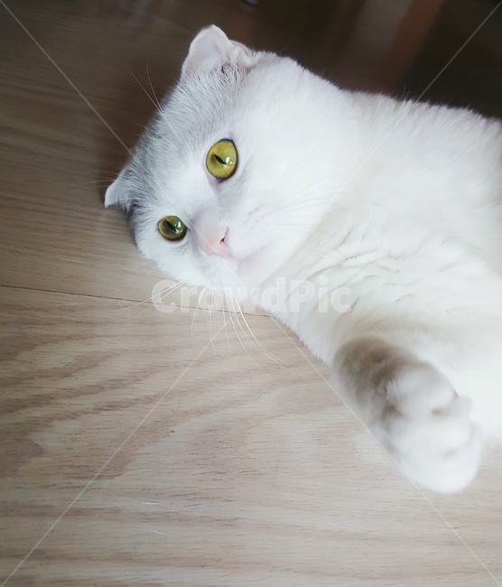 고양이,스코티쉬폴드,하얀고양이,cat,애완동물,동물,animal,포유류,mammal,고양이,cat,kitten,kitty