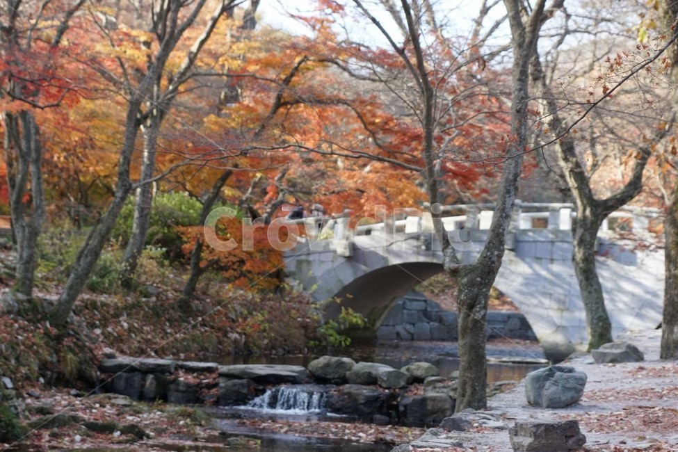 가을,단풍잎,나무,자연,계절,풍경,낙엽,nature,autumn,season,고창,선운사,시냇물,노란색,붉은색,다리,가을,계절,fall,autumn,season,자연,풍경,nature,landscape,한국자연풍경,한국자연경관,korea nature landscape,outdoors,옥외,water,물,tree,plant,식물