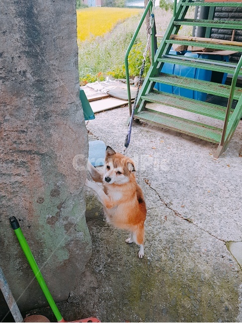 동물,강아지,귀여운,가을,쉼터,동물,animal,포유류,mammal,개,강아지,dog,doggy