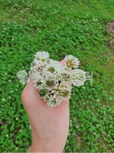 식물,크로버,크로버꽃,꽃,여름꽃,푸르름,초록색,초록,자연