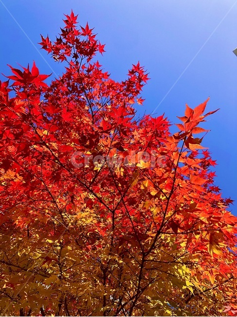 plant,식물,leaf,잎,tree,나무,maple,단풍,가을,계절,fall,autumn,season,나무,trees,wood