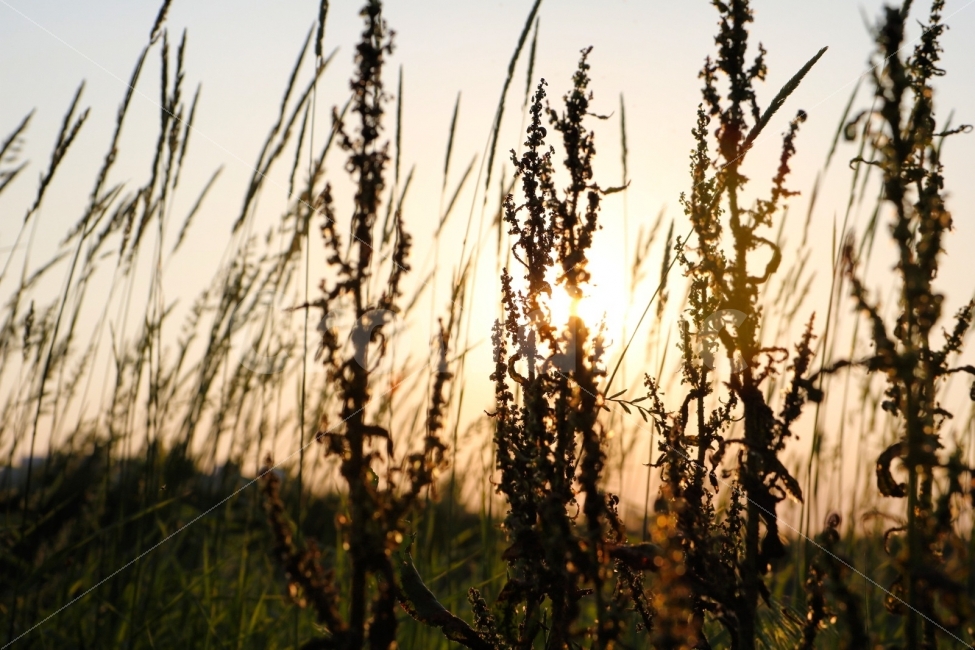 노을,풍경,낭만,일상,석양,자연,풍경,nature,landscape,휴식,힐링,rest,relaxation,healing,식물,plants,grass,잔디,plant,light,빛,flare,플레어