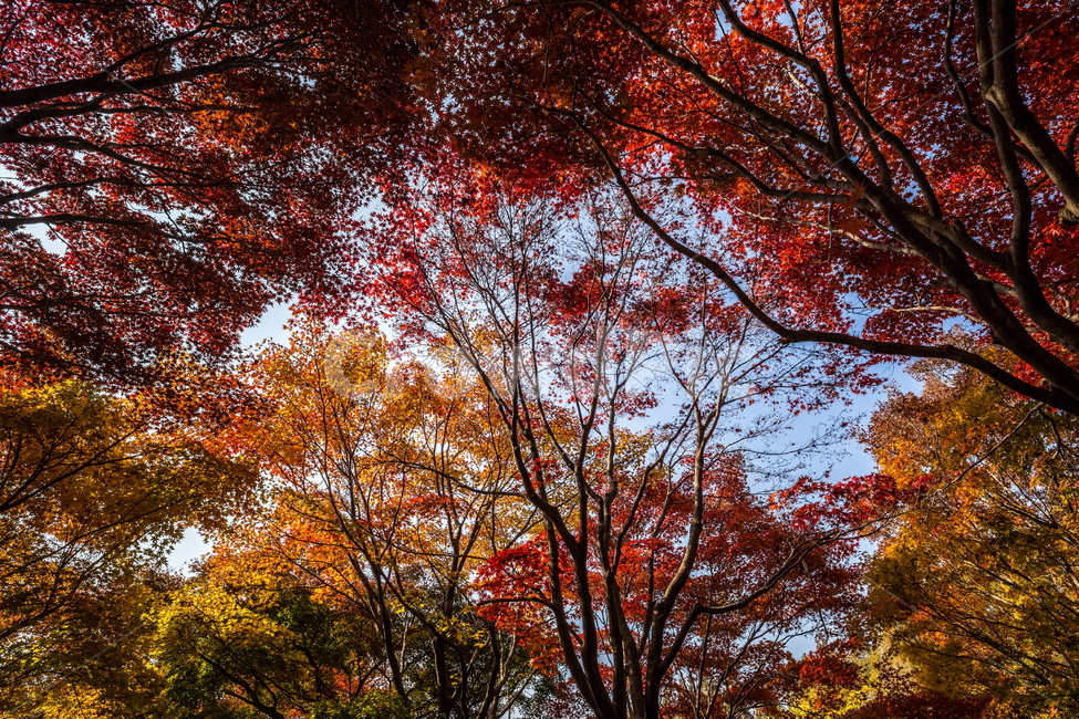단풍,가을풍경,풍경,가을,가을날,landscape,가을길,가을,계절,fall,autumn,season,자연,풍경,nature,landscape,tree,나무,plant,식물,leaf,잎,maple