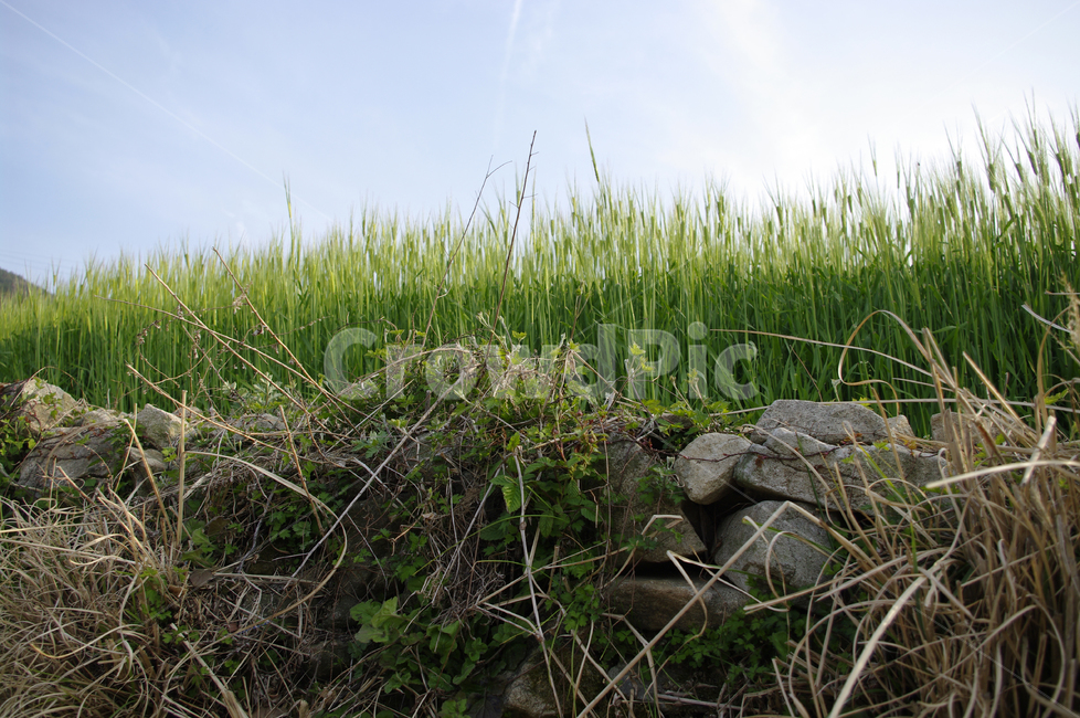 돌담길,돌담,보리밭,식물,plant,밭,봄,spring,하늘,식물,자연,plants,nature