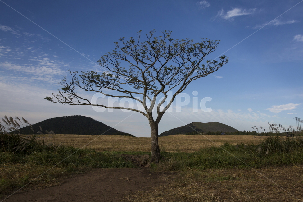 제주,제주방목지,왕따나무,새별오름왕따나무,새별오름,자연,풍경,nature,landscape,한국자연풍경,한국자연경관,korea nature landscape,제주도,jeju,jeju island,식물,plants,나무,trees,wood,outdoors,옥외,grassland,목초지,field,들,savanna,대초원