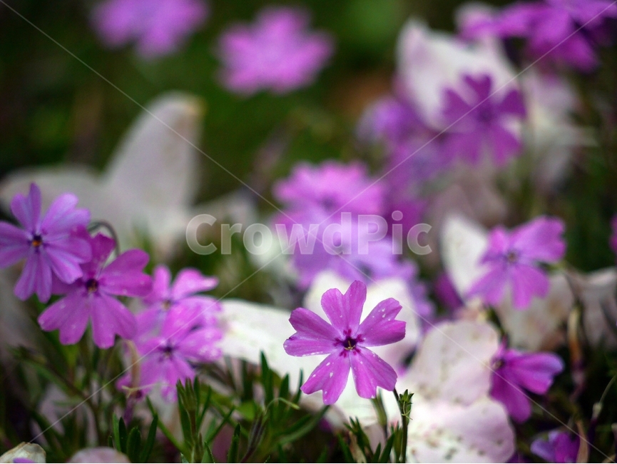 봄,자연,꽃,숲,여름,초록,분홍,봄,계절,spring,season,식물,자연,plants,nature,꽃,flower,geranium,제라늄,plant,blossom