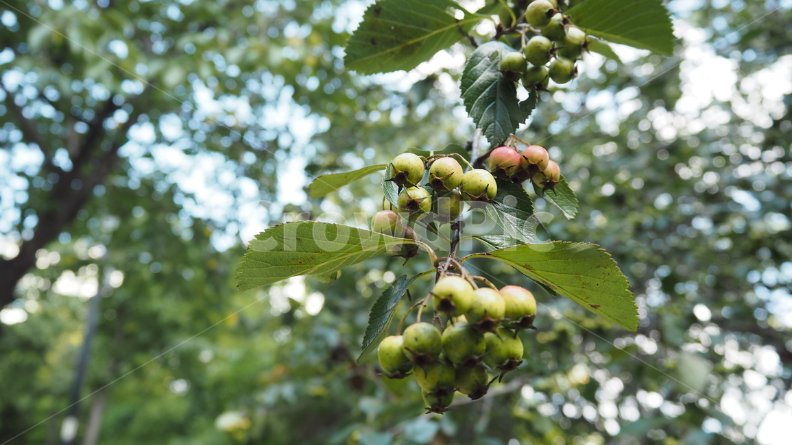 자연,nature,열매,fruit,나뭇잎,leaf,과일,열매,fruit