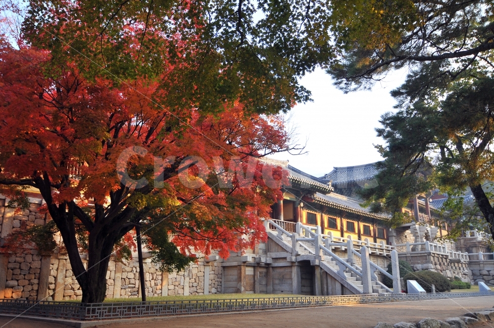 한국,경주,불국사,가을,단풍,가을,계절,fall,autumn,season,한국전통,한국문화,korean traditional,korean culture,랜드마크,landmark,tourist attraction,한국랜드마크,한국관광지,한국명소,korea landmark,korea tourist attraction,종교,신앙,religion,belief,faith,tree,나무,plant,식물