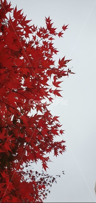 leaf,잎,plant,식물,tree,나무,maple,단풍,감성사진,빨강,나뭇잎,낙엽,하늘,가을,출근,가을,계절,fall,autumn,season