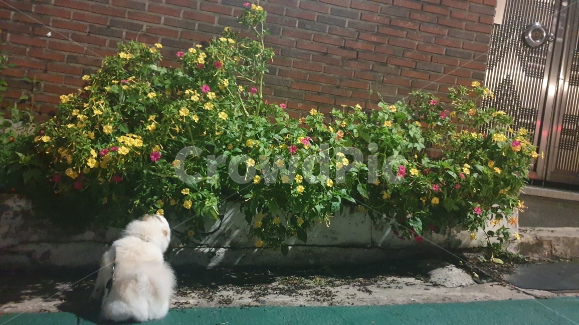강아지,dog,꽃,flower,blossom,식물,plant,분꽃,mirabilisjalapa,벽돌,brick,길거리,street,동물,animal,포유류,mammal,개,강아지,dog,doggy