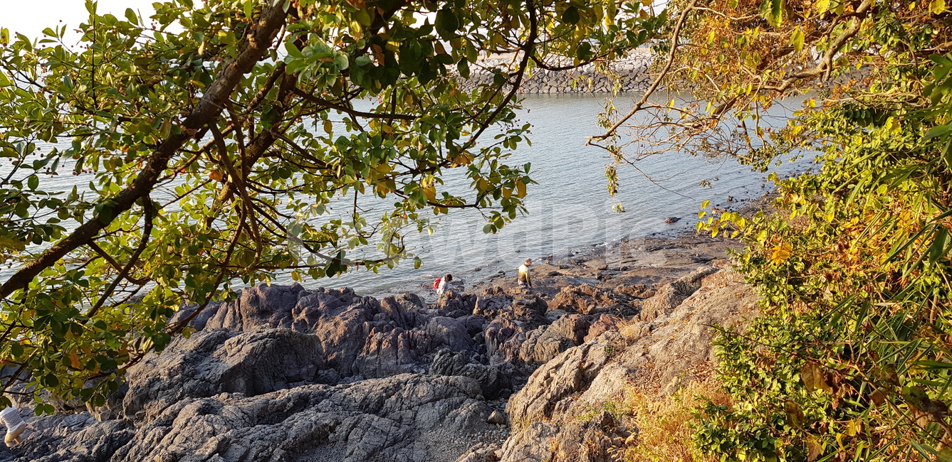 nature,outdoors,옥외,자연,나무,tree