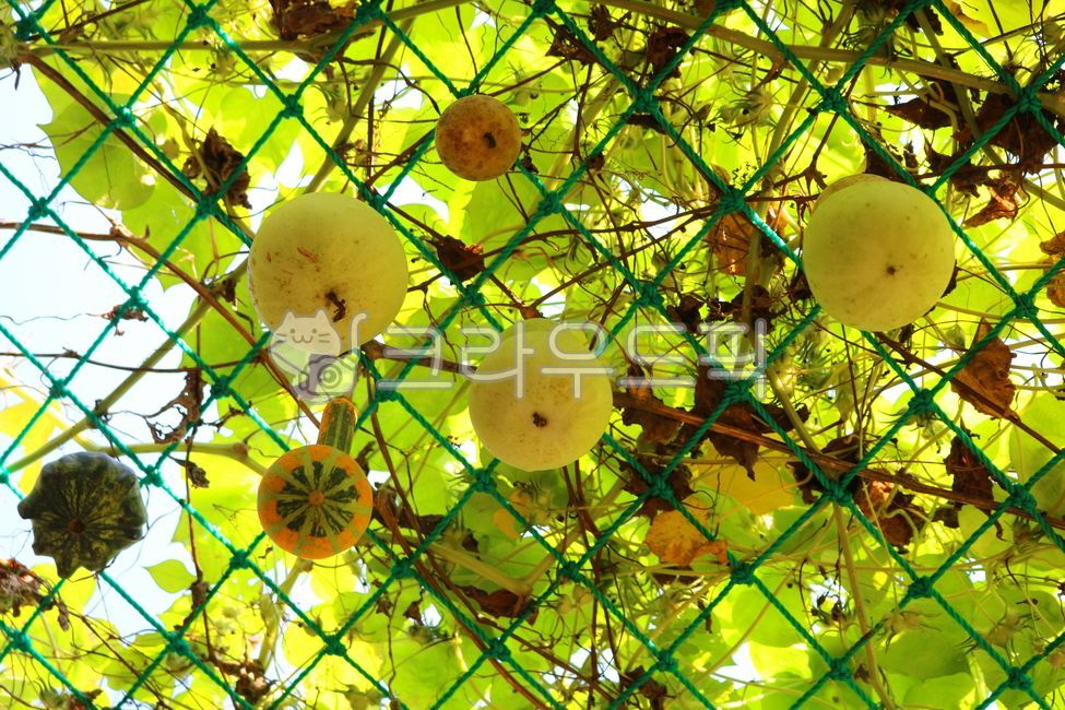 박, 식물, 덩굴식물, 박과식물, 열매, 사진,이미지,일러스트,캘리그라피 - 청랑작가