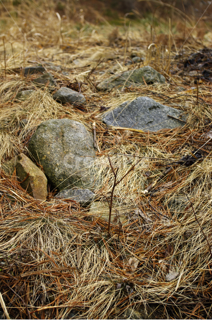 겨울,winter,바위,풀,식물,자연,풍경,nature,landscape,ground,바닥,rock,록