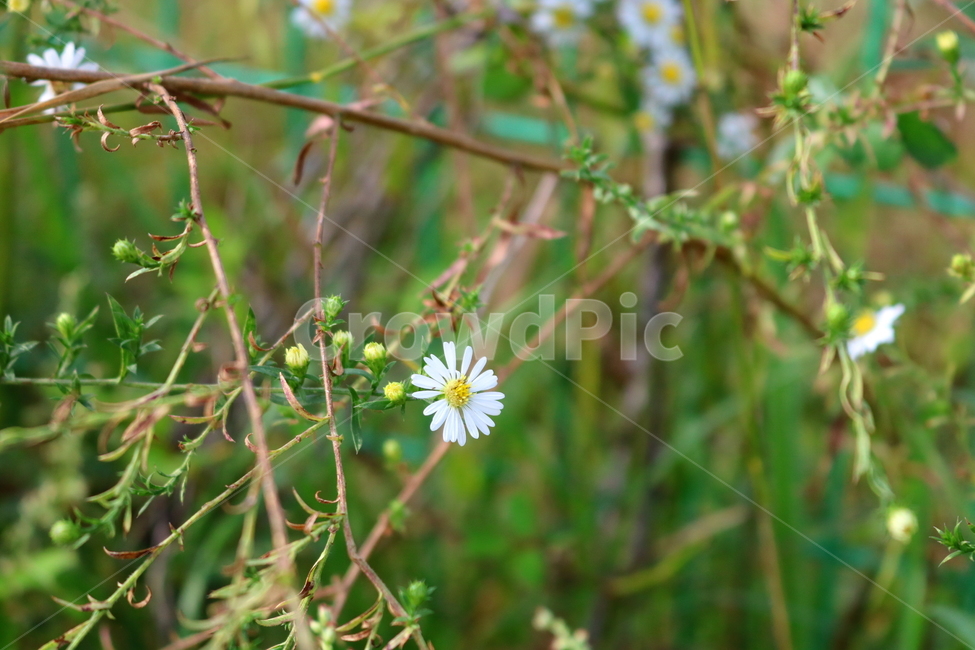 꽃,쑥부쟁이,식물,야생화,들꽃,미국쑥부쟁이,털쑥부쟁이,국화,국화과,자연,흰꽃,작은꽃,식물,자연,plants,nature,꽃,flower