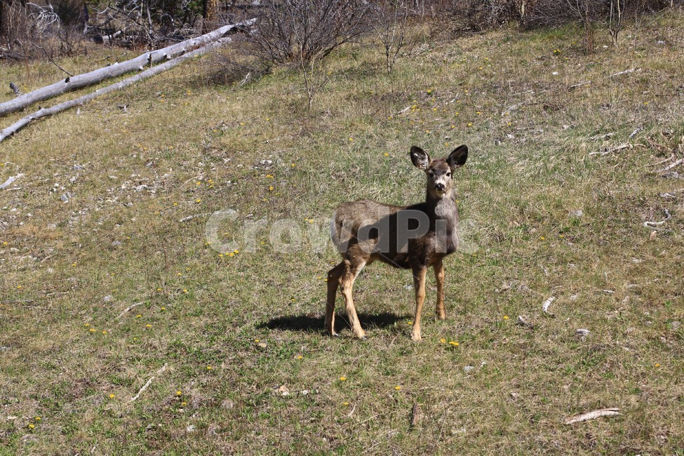 wildlife,야생동물,animal,동물,포유류,mammal,deer,사슴,동물,animal,포유류,mammal