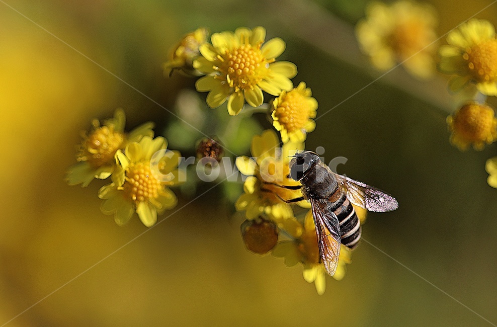 벌,꽃,자연,힐링,따스함,식물,자연,plants,nature,꽃,flower,동물,animal,곤충,벌레,insect,bug