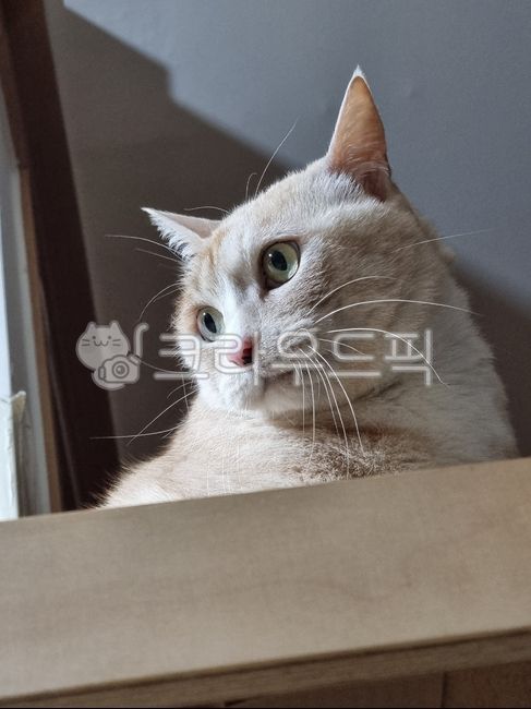고양이,cat,크림치즈태비,creamcheesetabby,냐옹이,코숏,코리안숏헤어,koreanshorthair,애완동물,pet,애완묘,집고양이,동물,animal,포유류,mammal