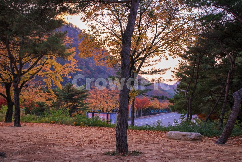 가을,은행나무,나무,자연,식물,하늘,풍경,가을,계절,fall,autumn,season,식물,자연,plants,nature,나무,trees,wood,tree,plant,tree trunk,나무 줄기