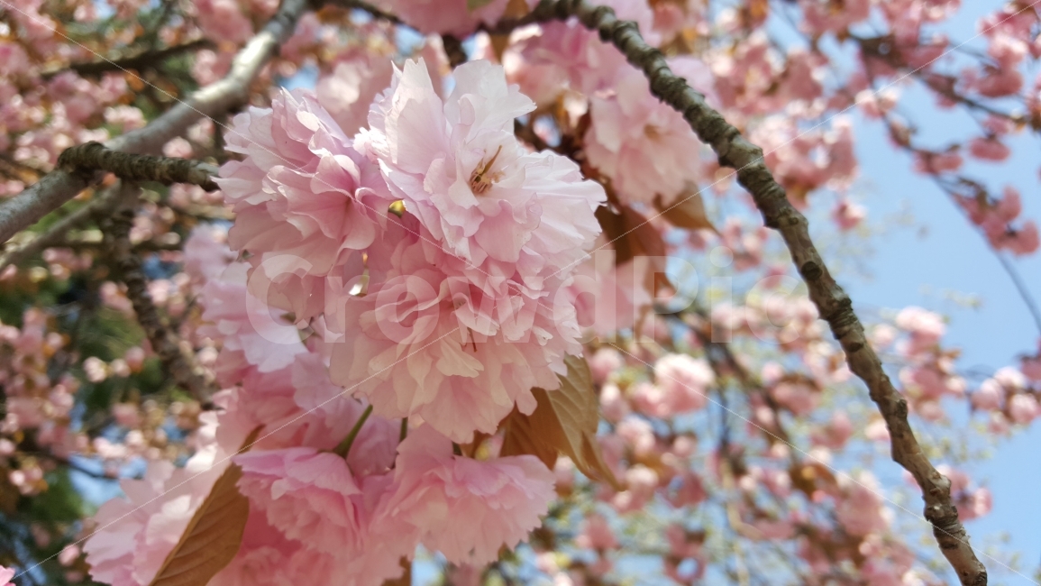 벚꽃,꽃,봄꽃,봄,길꽃,봄,계절,spring,season,식물,자연,plants,nature,꽃,flower,plant,blossom