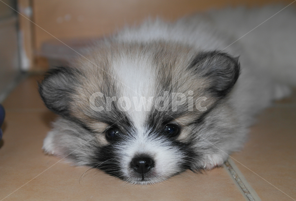 강아지,포메라니안,새끼강아지,아기강아지,새끼포메라니안,세이블,동물,animal,포유류,mammal,개,강아지,dog,doggy