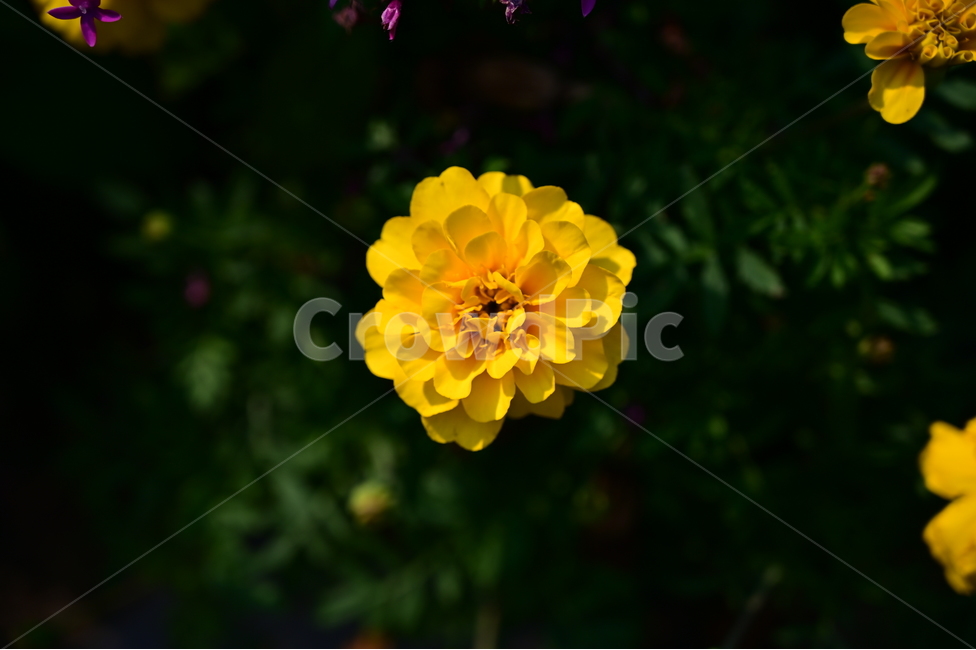 꽃,들꽃,flower,국화,식물,chrysanthemum