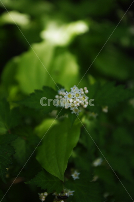 꽃,flower,계절,봄,spring,식물,plant,자연,nature,식물,자연,plants,nature,꽃,flower