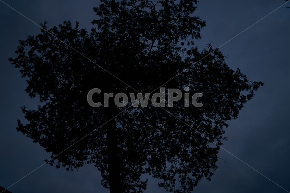 나무,밤,시간,어두움,dark,tree,night,color,야경,밤,풍경,nightscape,night,landscape,식물,자연,plants,nature,나무,trees,wood,실루엣,그림자,silhouette,shadow,outdoors,옥외
