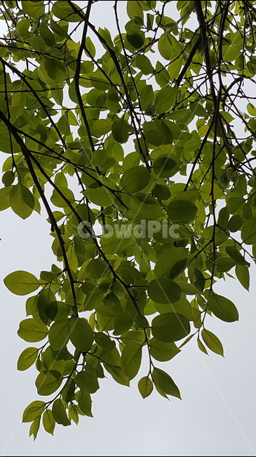 봄,식물,자연,감나무,새싹,식물,자연,plants,nature