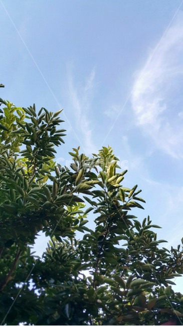 하늘,나무,나뭇잎,구름,맑은날,자연,풍경,nature,landscape,bush,부시,vegetation,초목,plant,식물,tree