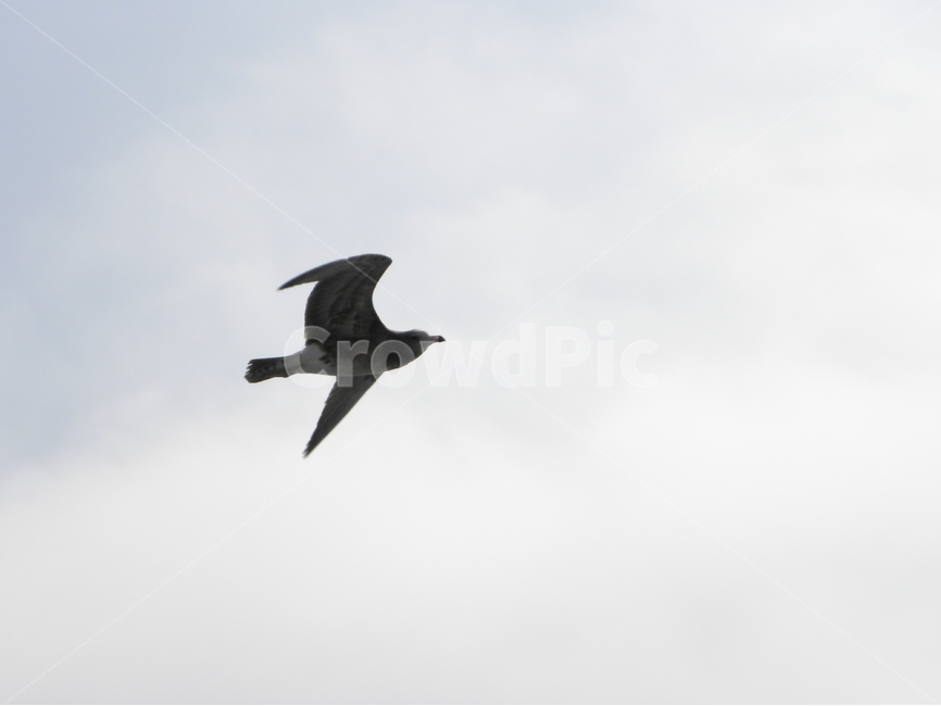 갈매기,seagull,gull,seamew,mew,동물,animal,조류,새,birds