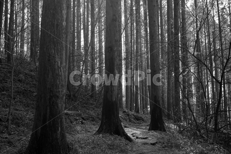 초겨울,숲,메타세콰이어,나무,자연,woods,forest,nature,모노크롬,bw,흑백사진,trail,latefall,walkway,trees,season,stroll,park,sunshine,그림자,shadow,식물,자연,plants,nature,나무,trees,wood,흑백,모노톤,monochrome,black and white