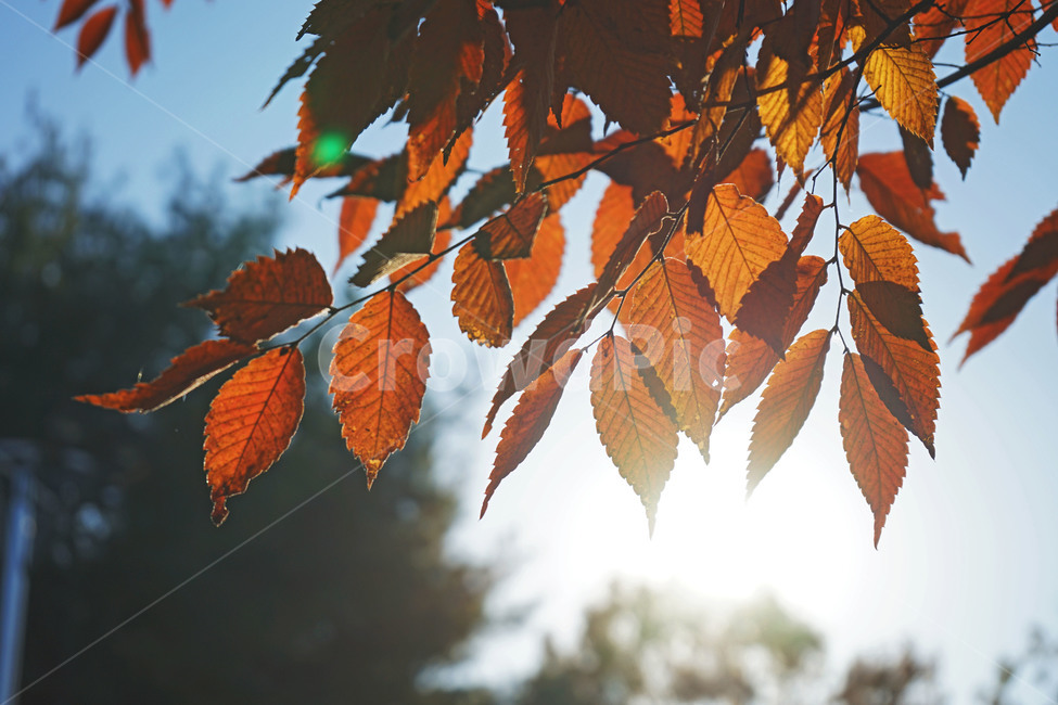 가을,단풍,햇살,역광,나뭇잎,가을,계절,fall,autumn,season,veins,정맥