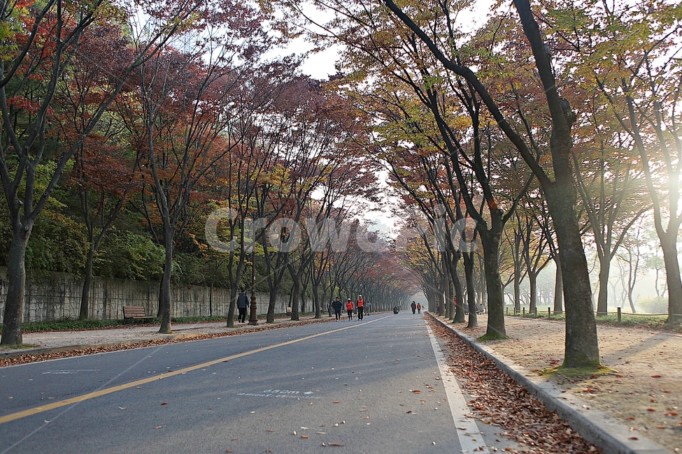 길,단풍길,조깅,사람,단풍,낙엽,산책로,로드,식물,자연,풍경,인천대공원,안개,가을,계절,fall,autumn,season,자연,풍경,nature,landscape,outdoors,옥외