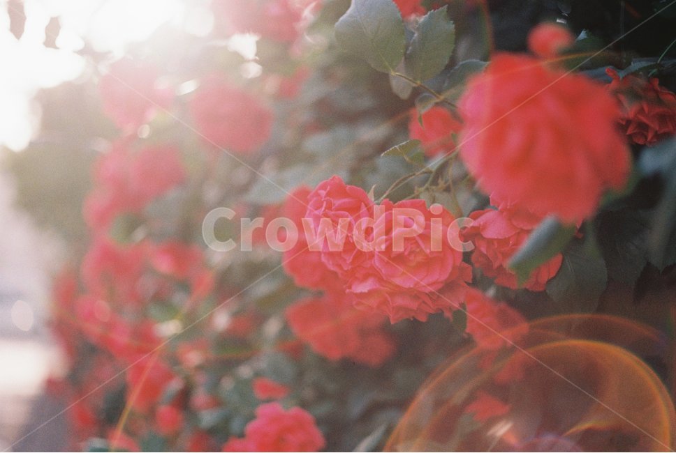 장미,플레어,햇빛,flower,rose,red,roses,꽃,sunshine,flare,빨간색,장미꽃,식물,자연,plants,nature,꽃,flower,감성,sensible,feeling