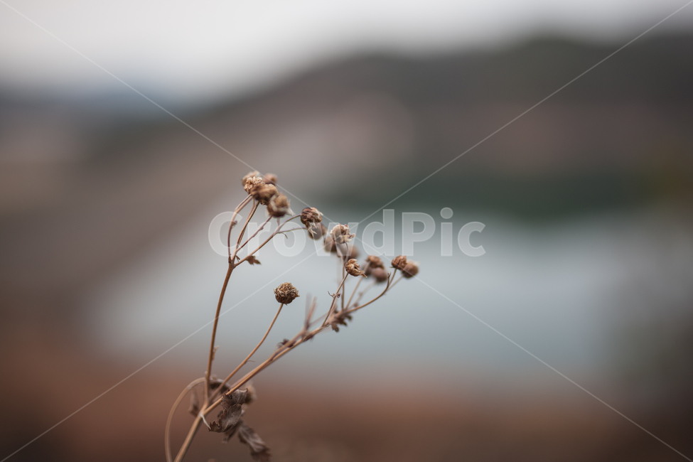 겨울,들풀,식물,botanical,자연,풍경,겨울,계절,winter,season,식물,자연,plants,nature