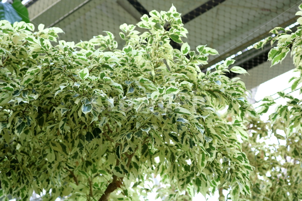 나무,식물,벤자민고무나무,벤자민,고무나무,벤자민나무,뽕나무과,상록성관목,공기정화용식물,자연,식물원,식물,자연,plants,nature