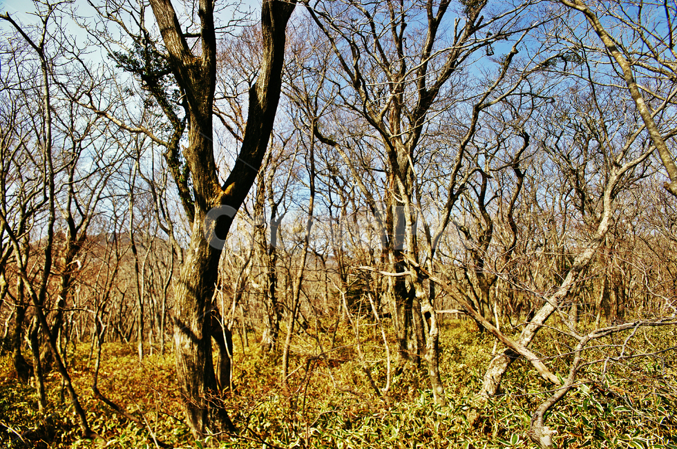숲,나무,한라산,조릿대,한라산국립공원,제주도,자연