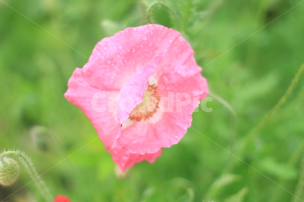 여름,시작,양귀비,위로,꽃,식물,자연,plants,nature,꽃,flower