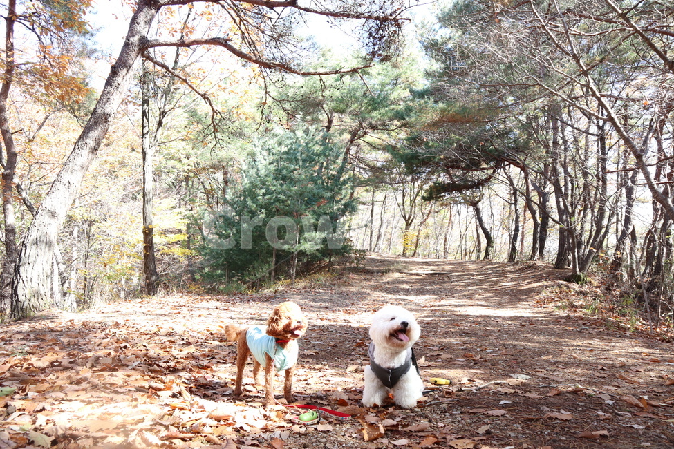 산,자연,풍경,나무,경치
