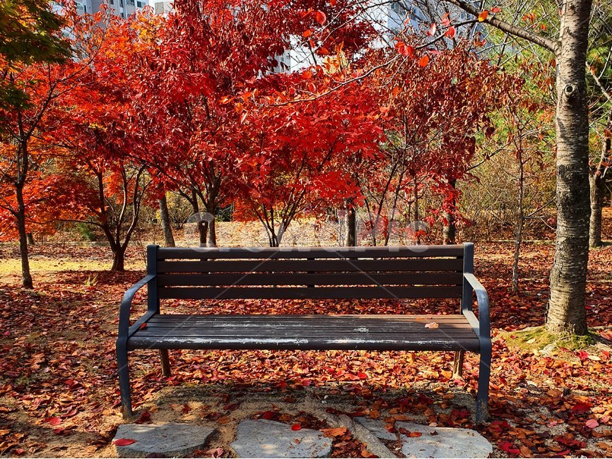 plant,식물,tree,나무,벤치,가을,단풍
