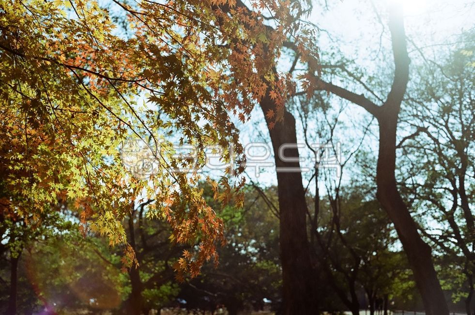 경북,경주시,경주,계림,교촌마을,반월성,가을,단풍,나무,식물