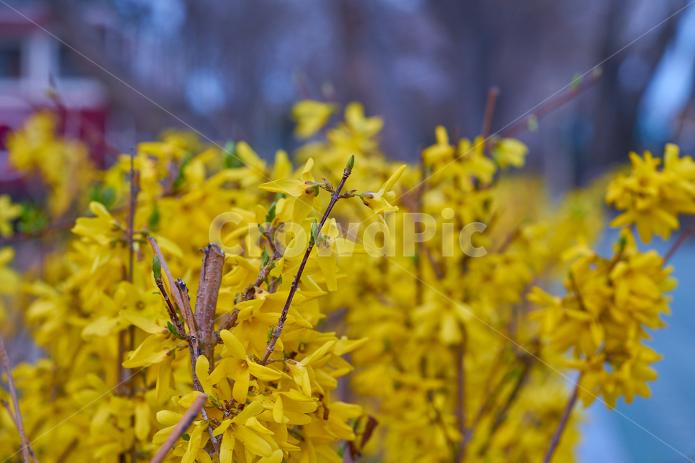 개나리,노란꽃,꽃,봄꽃,꽃풍경,flower,nature,blooming