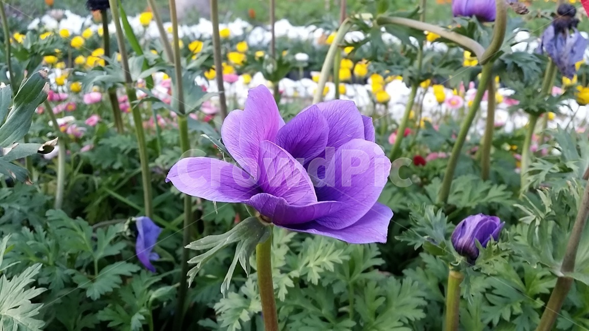 꽃,아네모네,화단,봄,보라색,식물,자연,plants,nature,꽃,flower