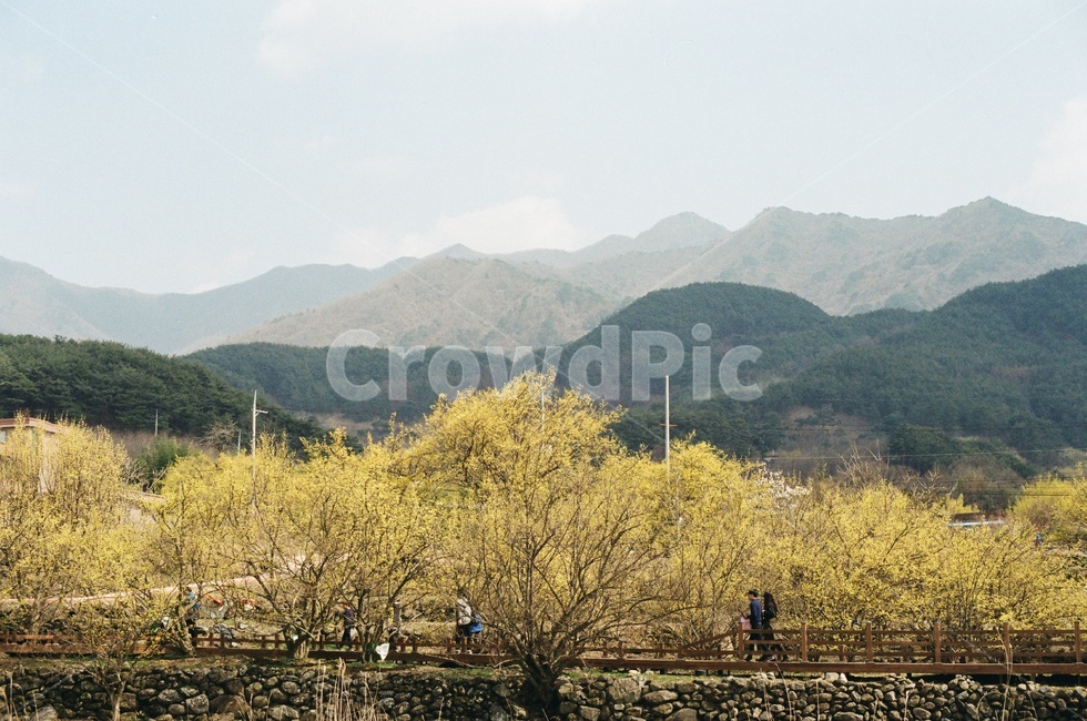 봄,구례,산수유,풍경,노랑,축제,필름,봄,계절,spring,season,자연,풍경,nature,landscape,사람들,대중,군중,other people,crowd,outdoors,옥외