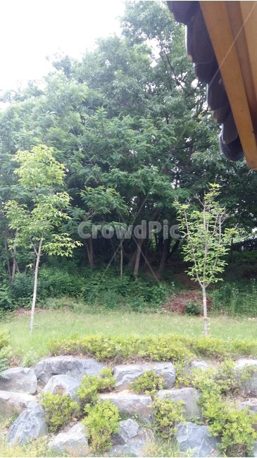 정자,나무,돌,산책길,숲,자연,풍경,nature,landscape,tree,plant,식물,outdoors,옥외
